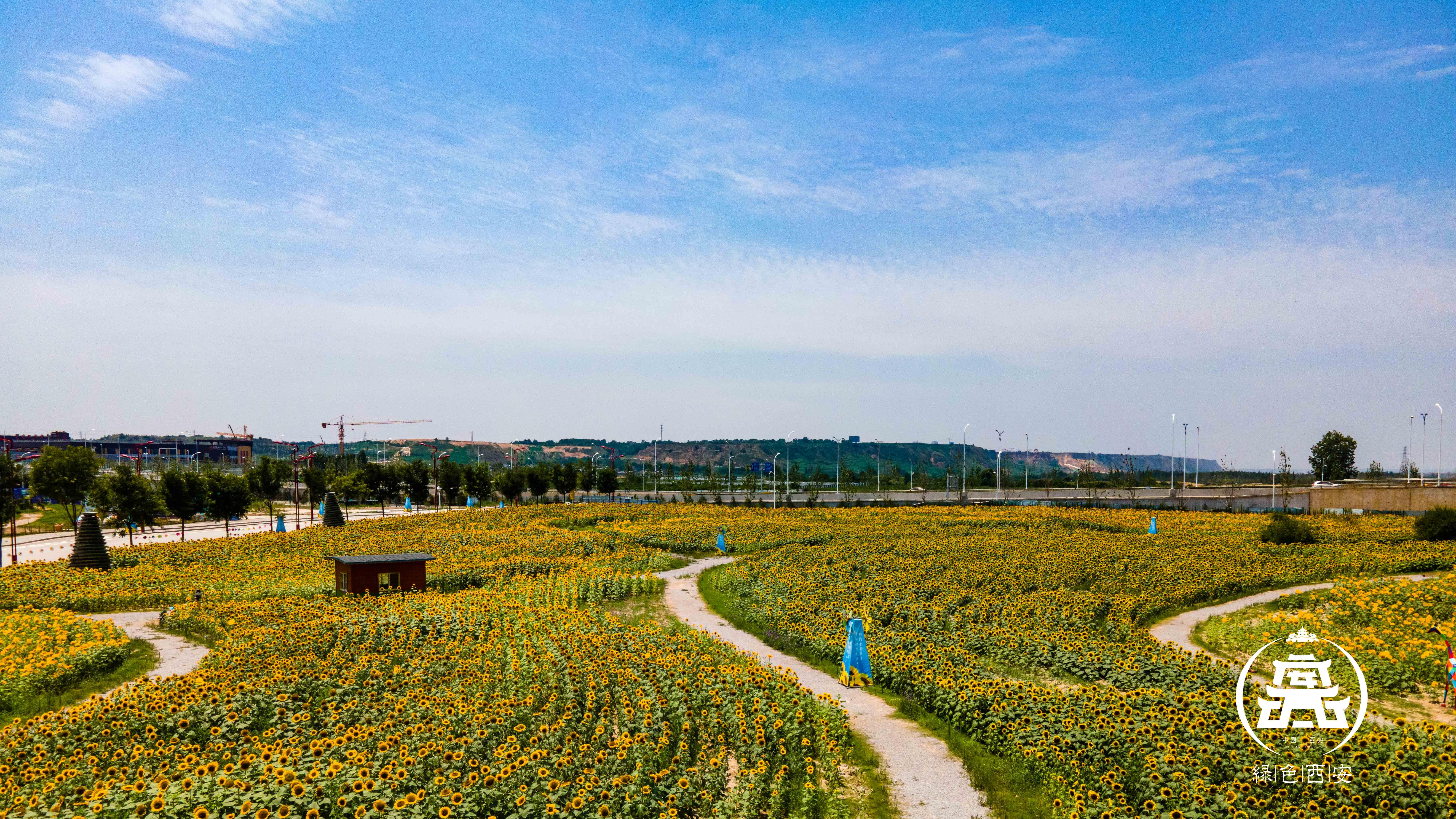 趁它要火,快喊朋友来泾河花海打卡