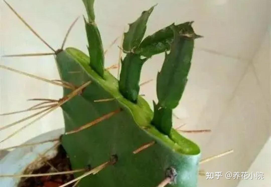 蟹爪兰嫁接简单株型美观长得旺开花多