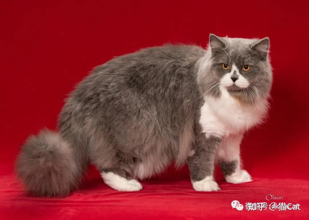 britishlonghair英国长毛猫