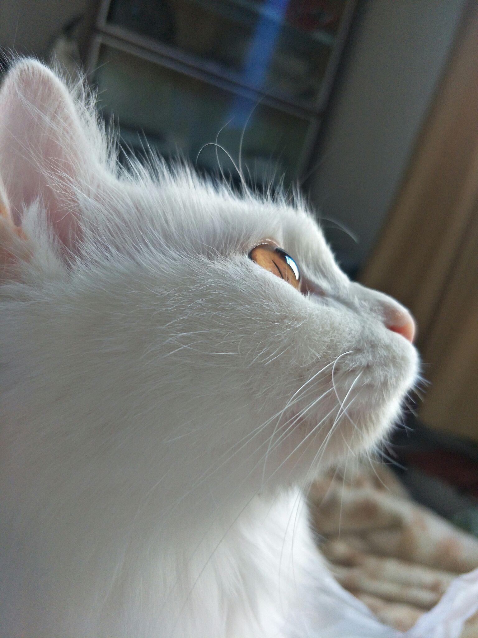 人类在猫的眼里是什么样子的