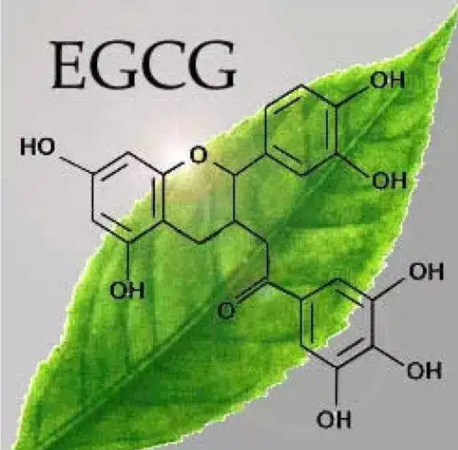 你知道茶多酚是抗老减肥防癌的一大利器吗?