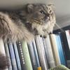 馋嘴猫