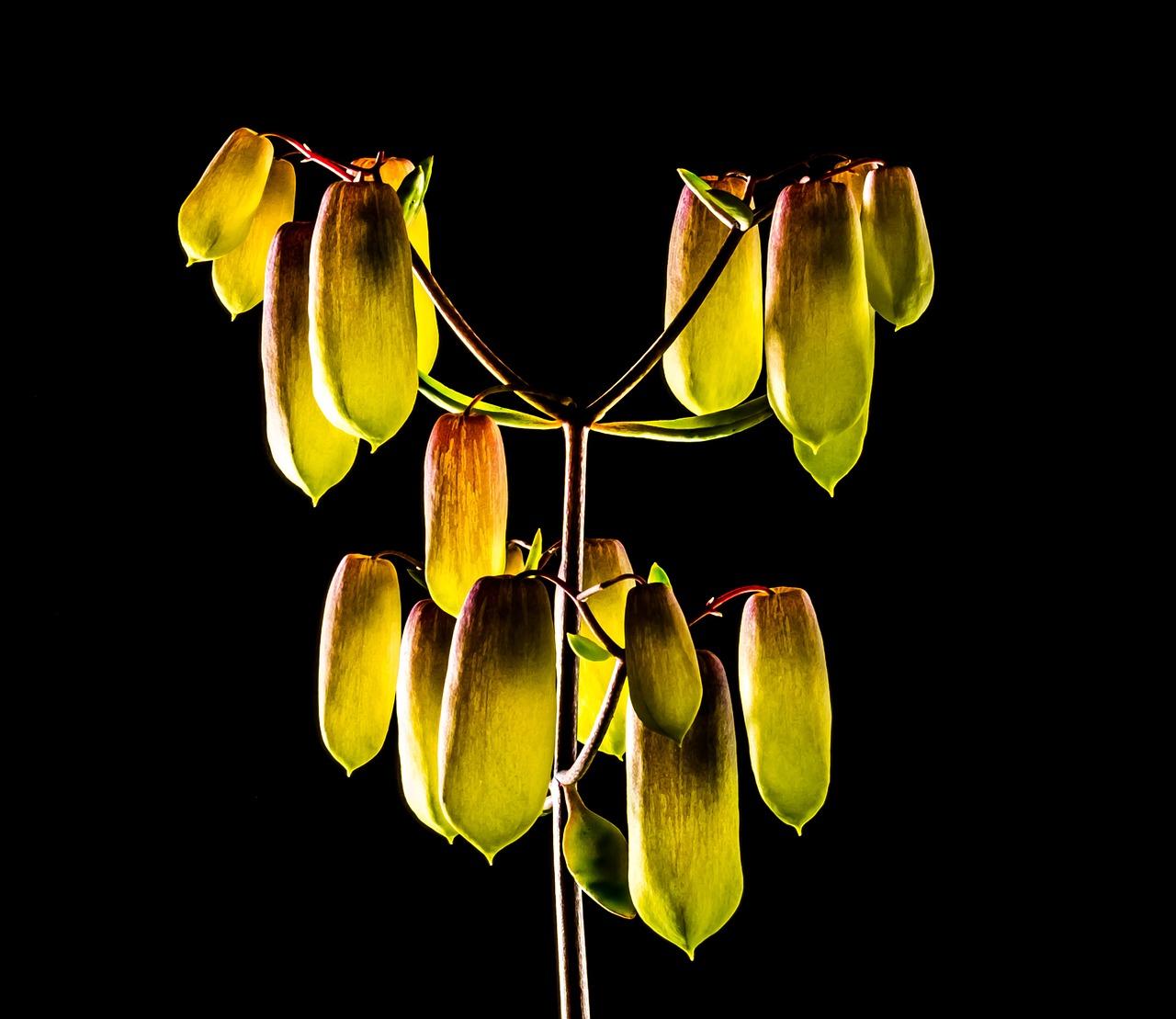 竹叶飘香喜气盈