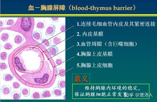 barrier)是血液与胸腺皮质之间的屏障结构,由下列结构组成:连续毛细