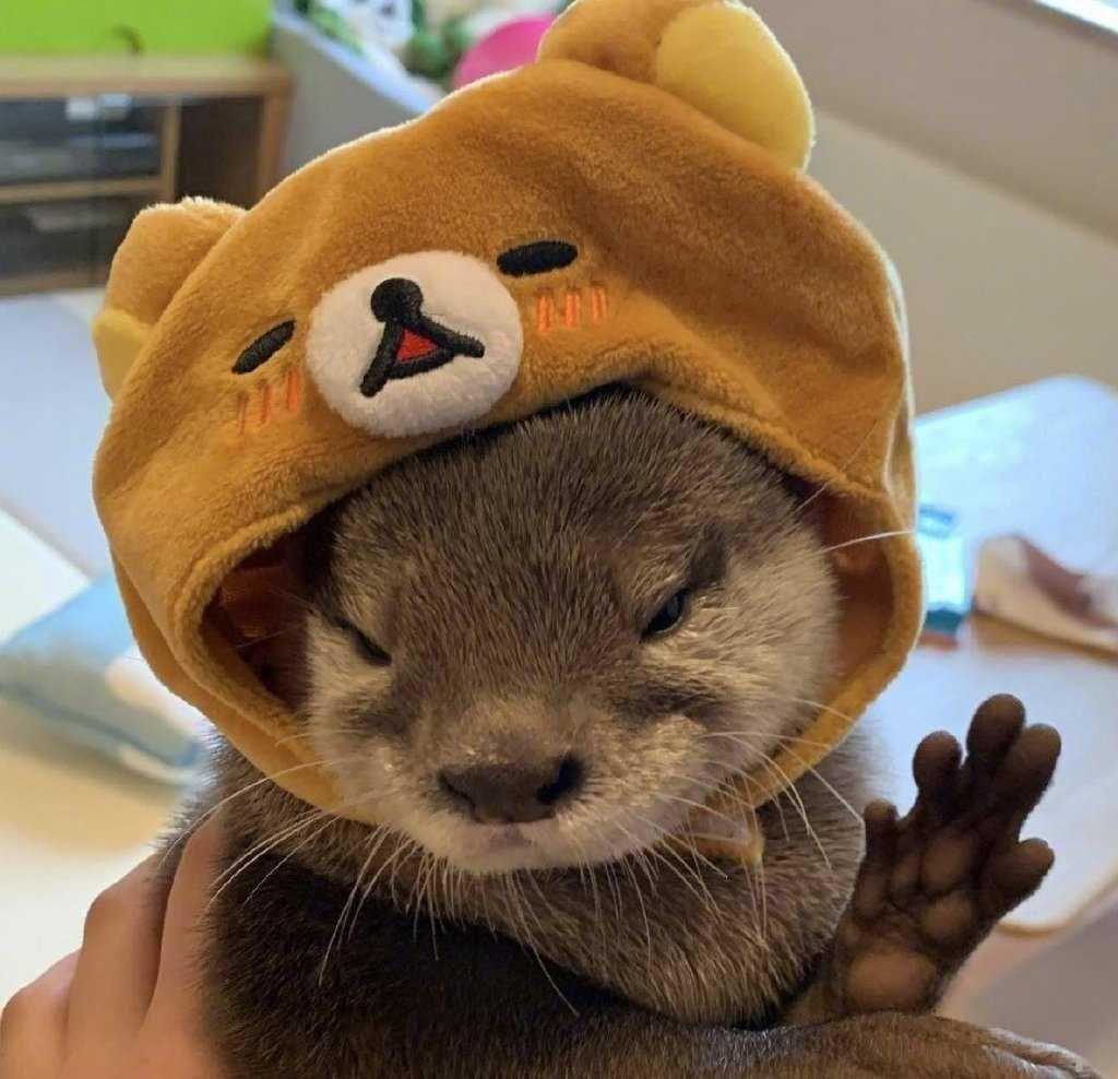 有这个水獭表情包吗? - 知乎