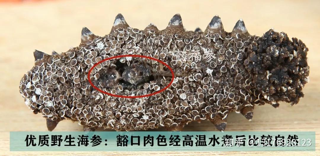 腹 足 色优质海参腹足清晰,色泽自然(如上图),而一般添加东西的干参