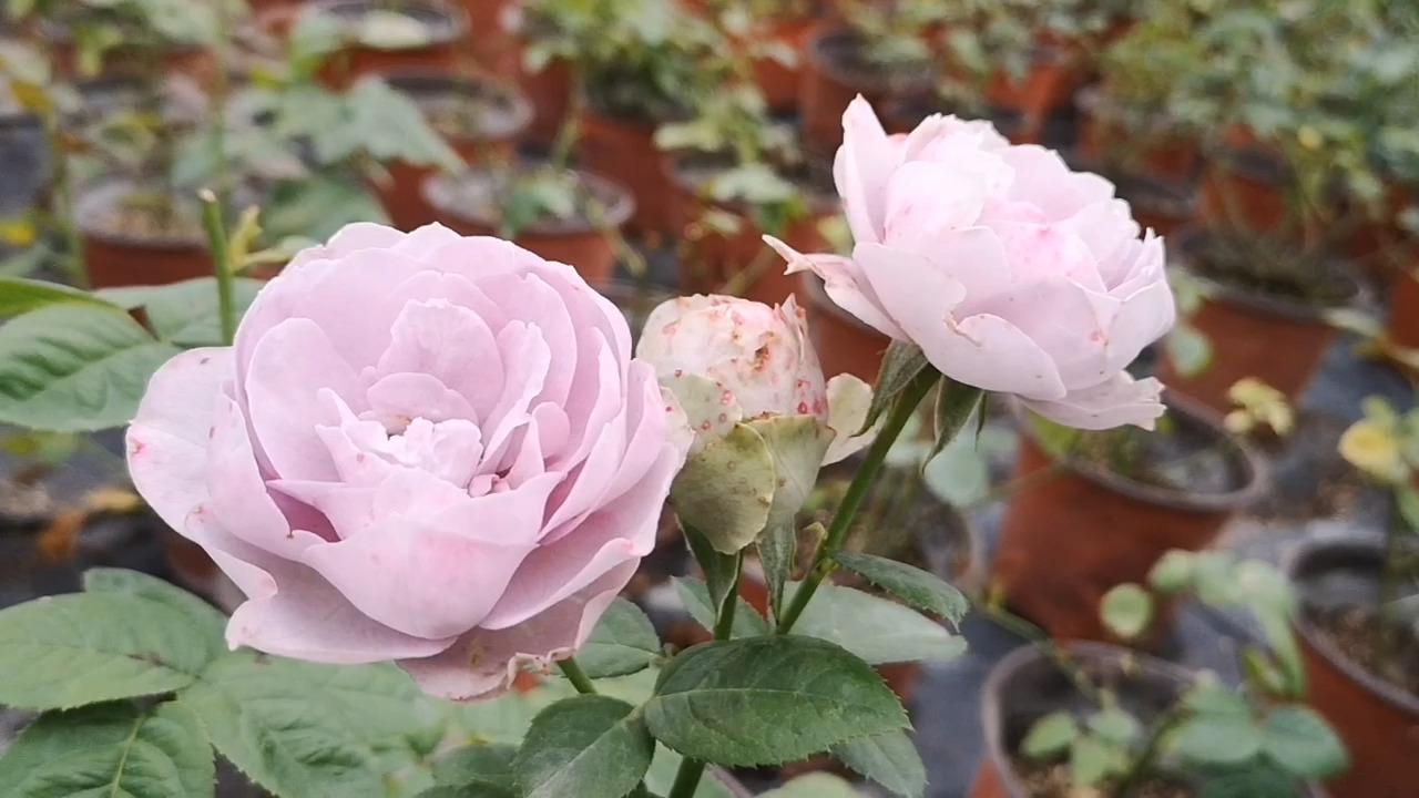 克里斯蒂娜公爵夫人月季,长势非常快,多头勤花,值得入手