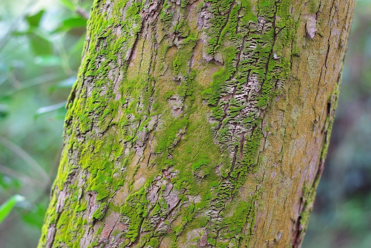 水里的绿苔怎么去除