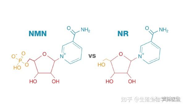 NMN Vs NR：这两种 NAD+ 前体的区别 - 知乎