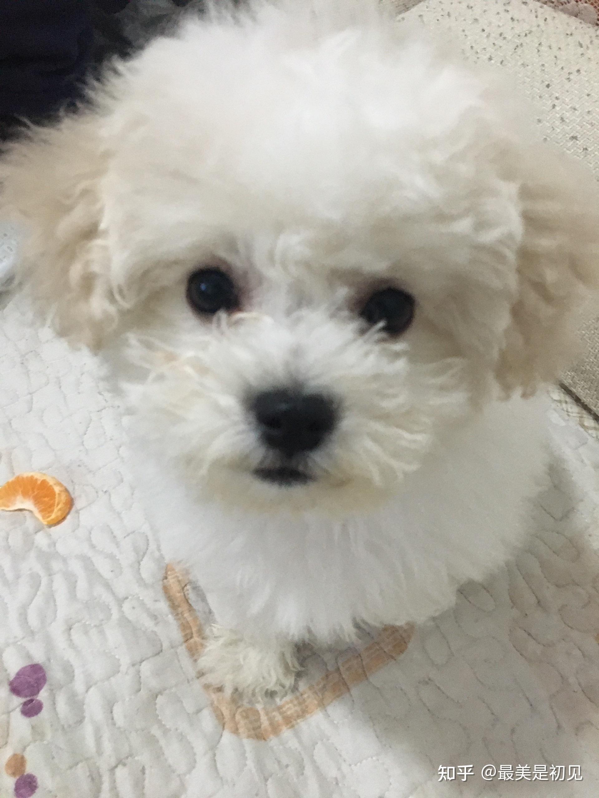 三个月的比熊4.4斤是不是太大了? - 知乎