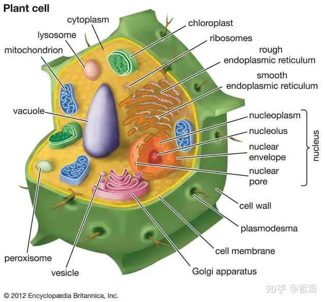  【植物学笔记】植物细胞（三） - 知乎 Bildidee 