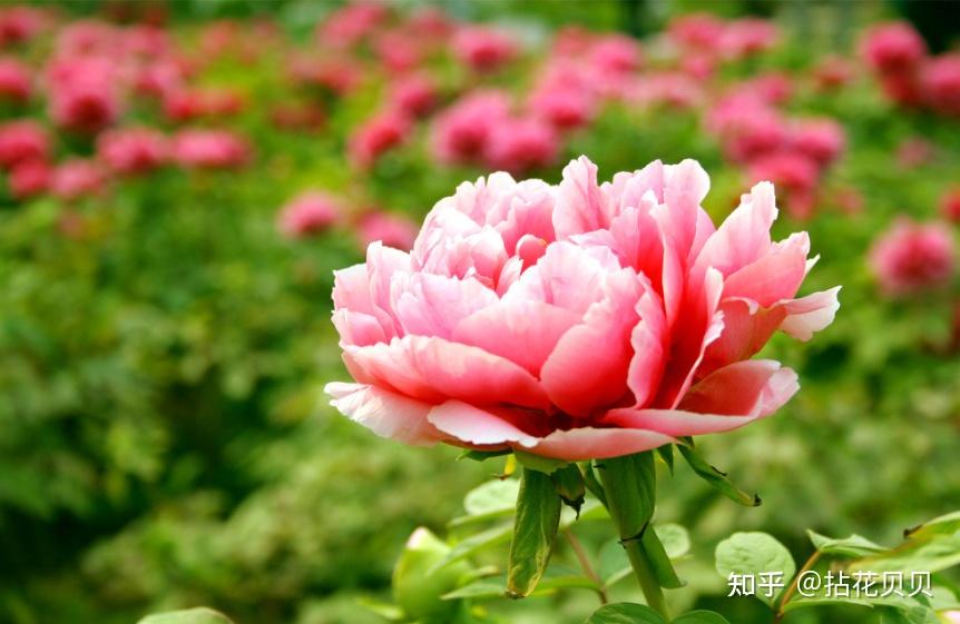 识花 | 中国国花里的文化 - 知乎