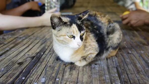 我妈 微信头像不能用猫 马上换掉 知乎