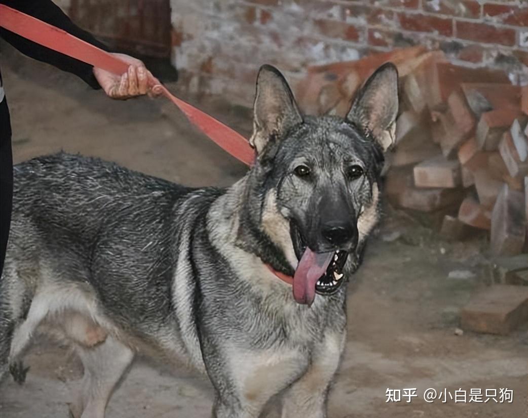 不怕告诉你,养狗,就要养狼青犬! - 知乎