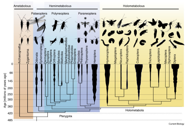 昆虫为什么要进化出蛹这种不利于生存的形态