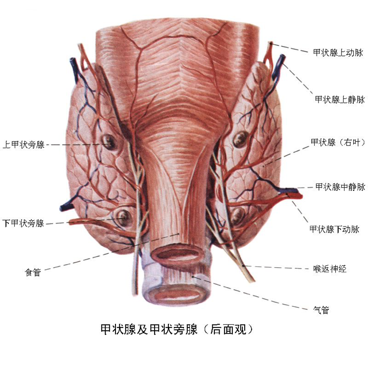 出人意料的幕后元凶——甲状旁腺