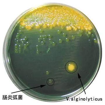 常见弧菌不同选择性琼脂平板上的菌落特征 - 知乎