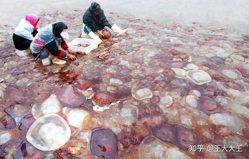 以盐渍海蜇为例给大家讲讲海蜇进口的那些事儿