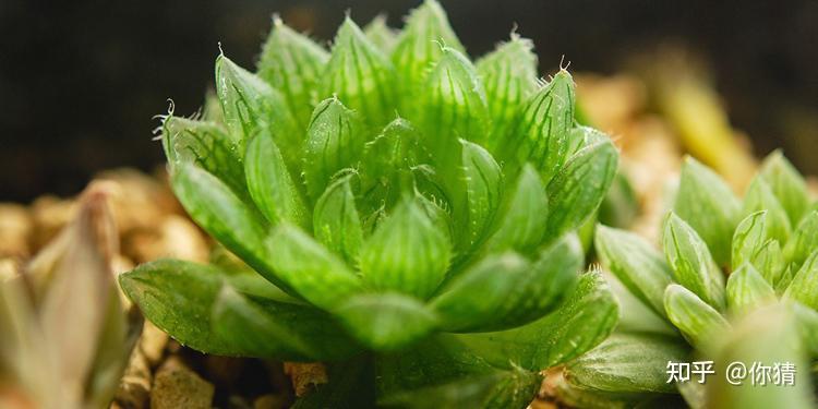 冰晶麒麟是什么植物? - 知乎