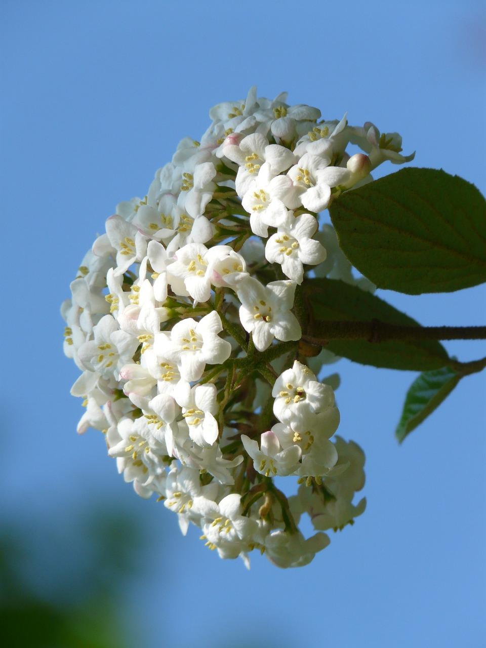 2. 花卉轮廓勾勒