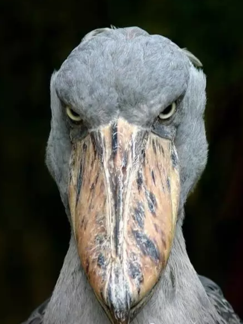 自然界有哪些长相可怕的动物? - 知乎