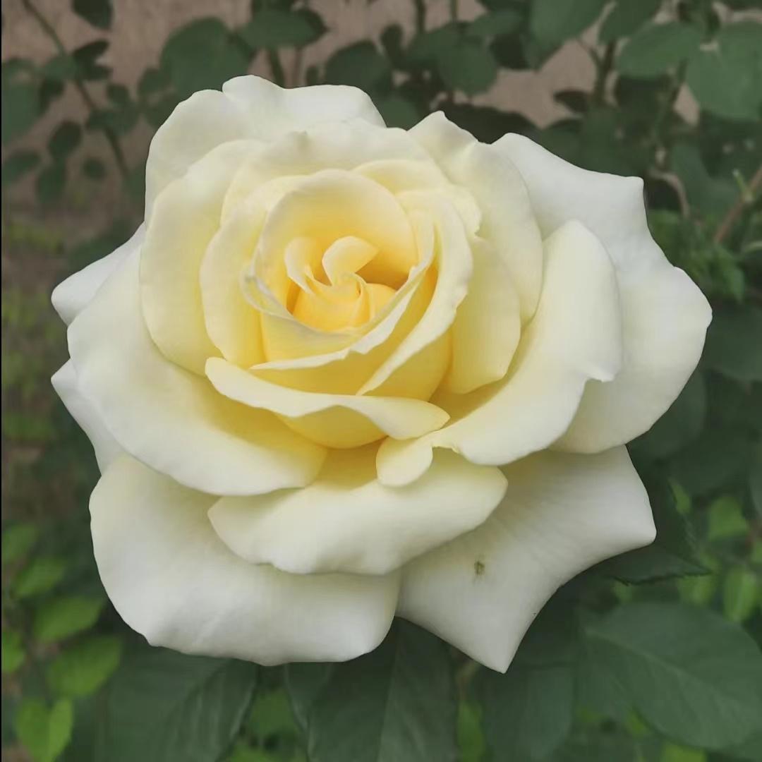 如何给爸妈或长辈选一个逼格高又符合他们年龄的头像? - 知乎