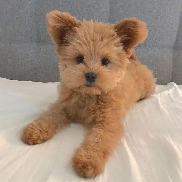 网友家的飞耳版泰迪,这样子也太可爱了吧!