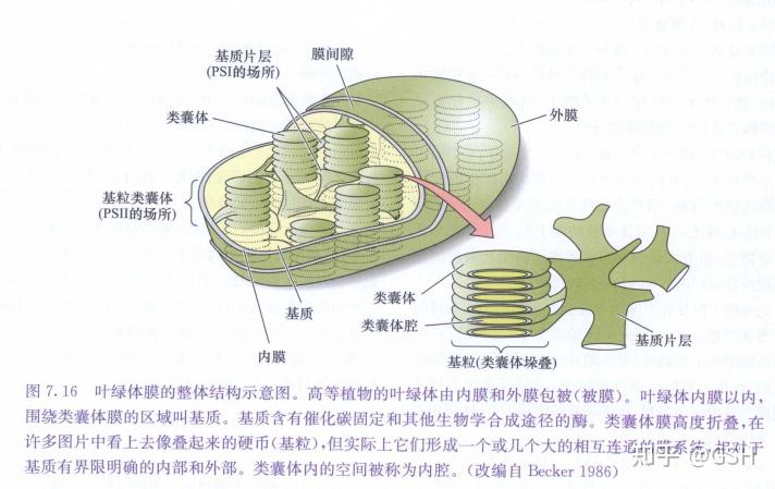 叶绿体的类囊体薄膜图片