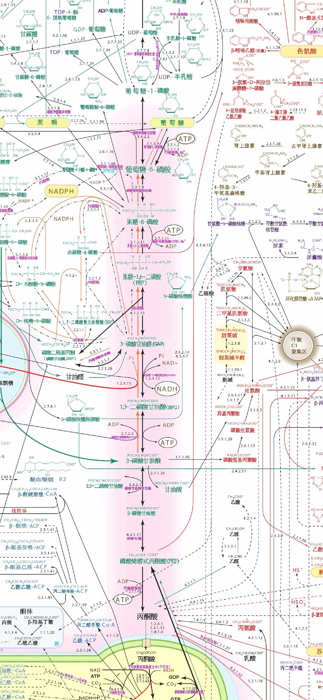 生物化学代谢途径图 - 知乎