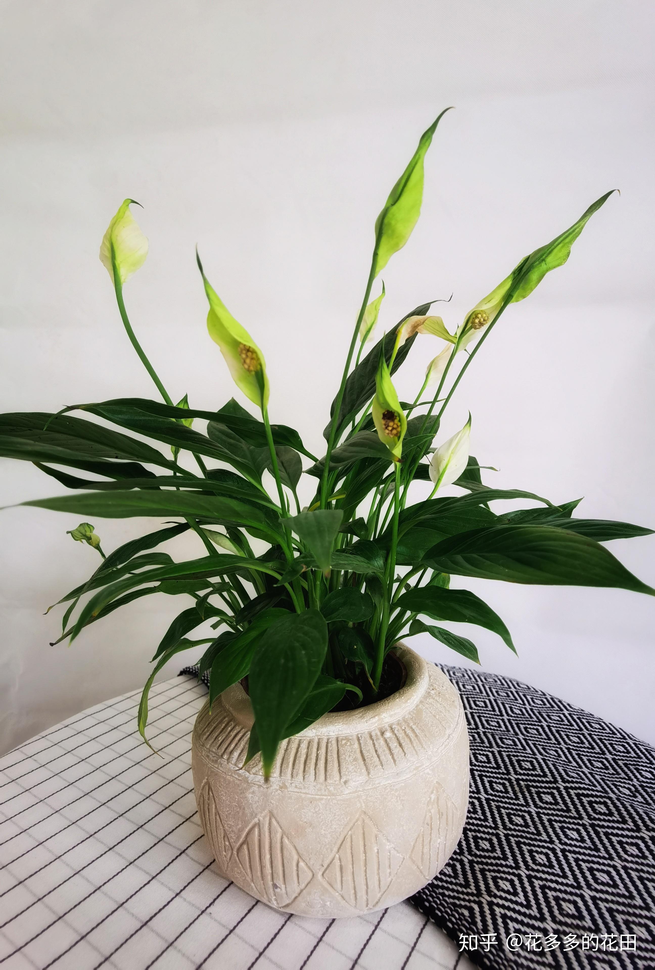 在家里可以种什么种类小盆栽