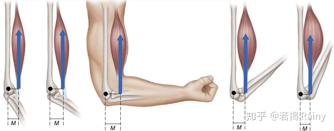21骨骼肌杠杆原理应用