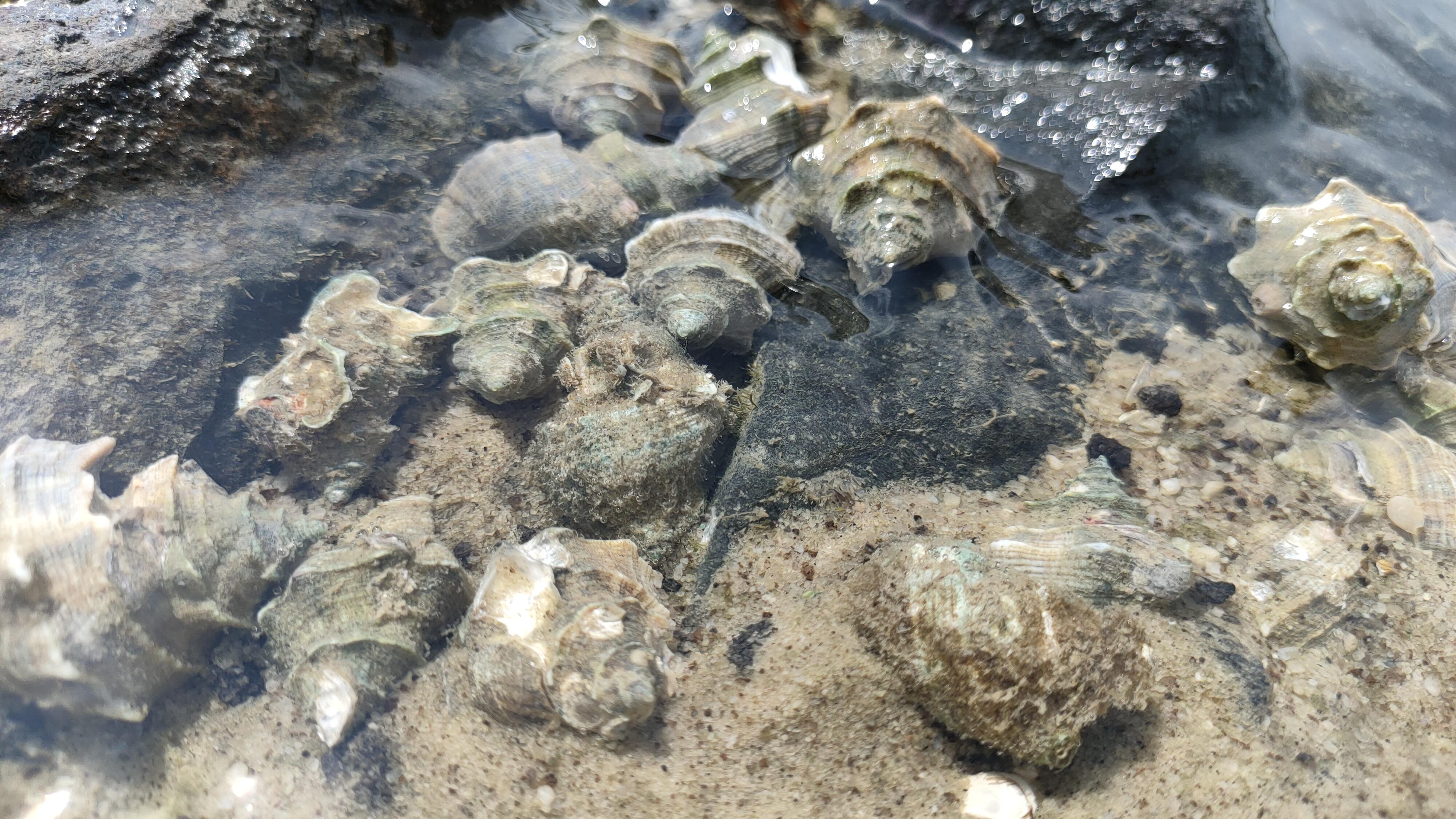 海边岩石上有很多小螺这是啥螺能吃吗