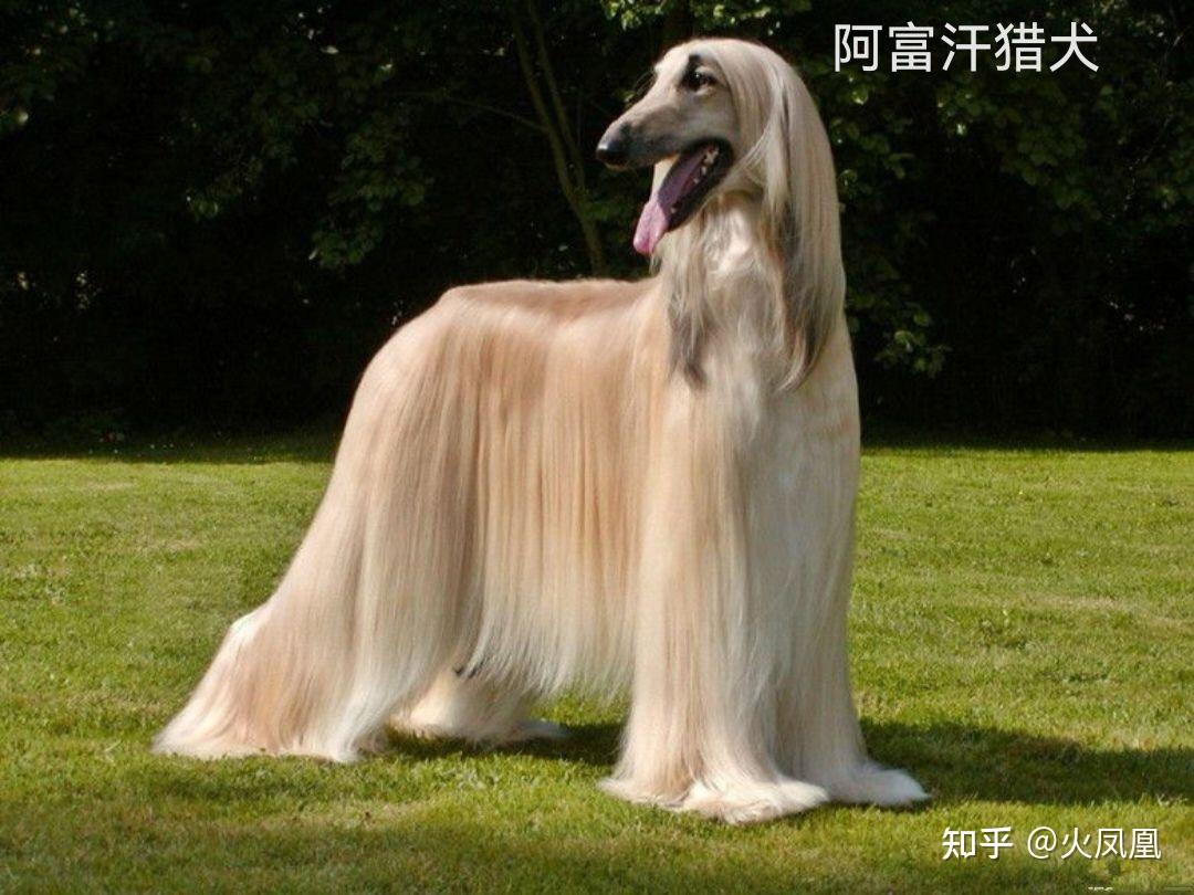 我的意大利敖犬 - 纽波利顿 - 猛犬俱乐部-中国具有影响力的猛犬网站 - Powered by Discuz!