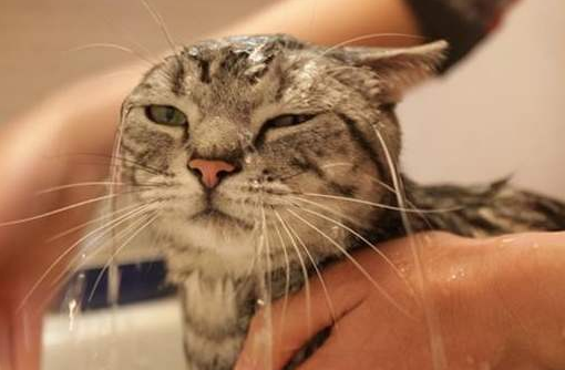 长毛猫容易掉毛还是短毛猫 知乎