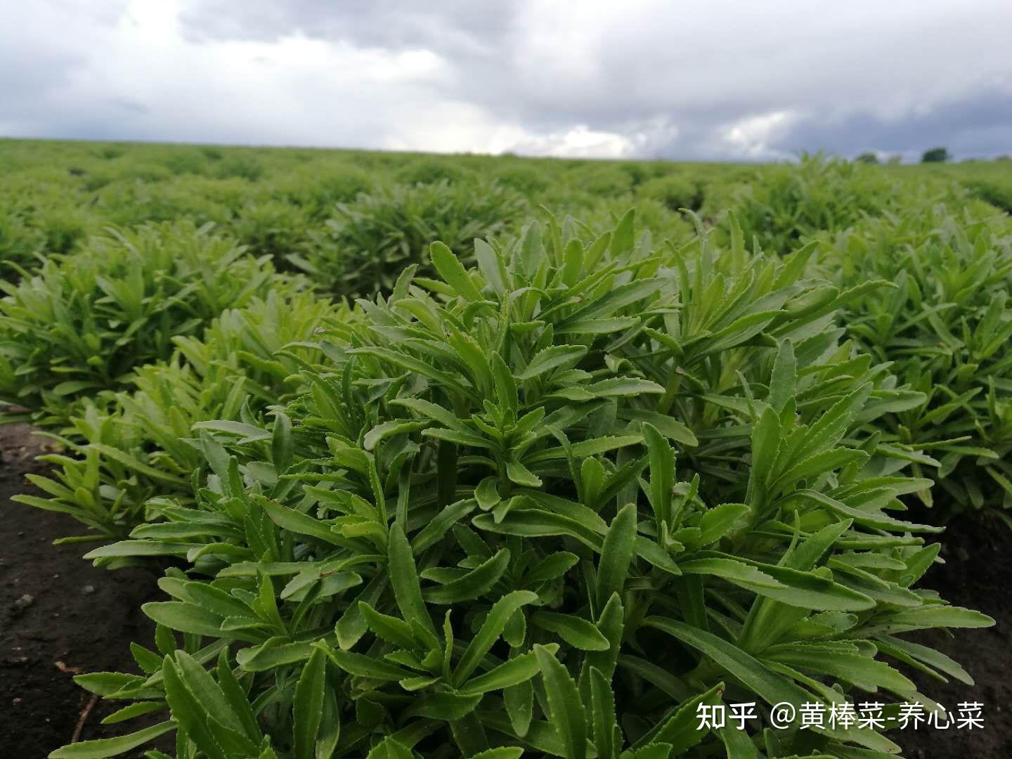 高钙养心菜——土壤修复,成本低产量高!