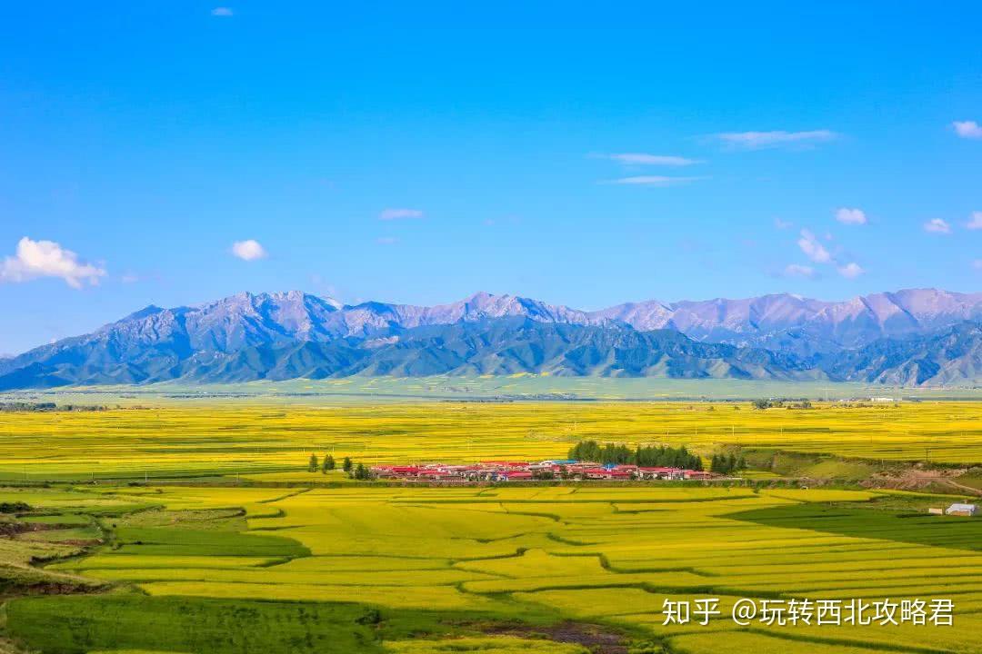 青海旅游必读:门源油菜花观赏超全指南(附食宿交通攻略) - 知乎
