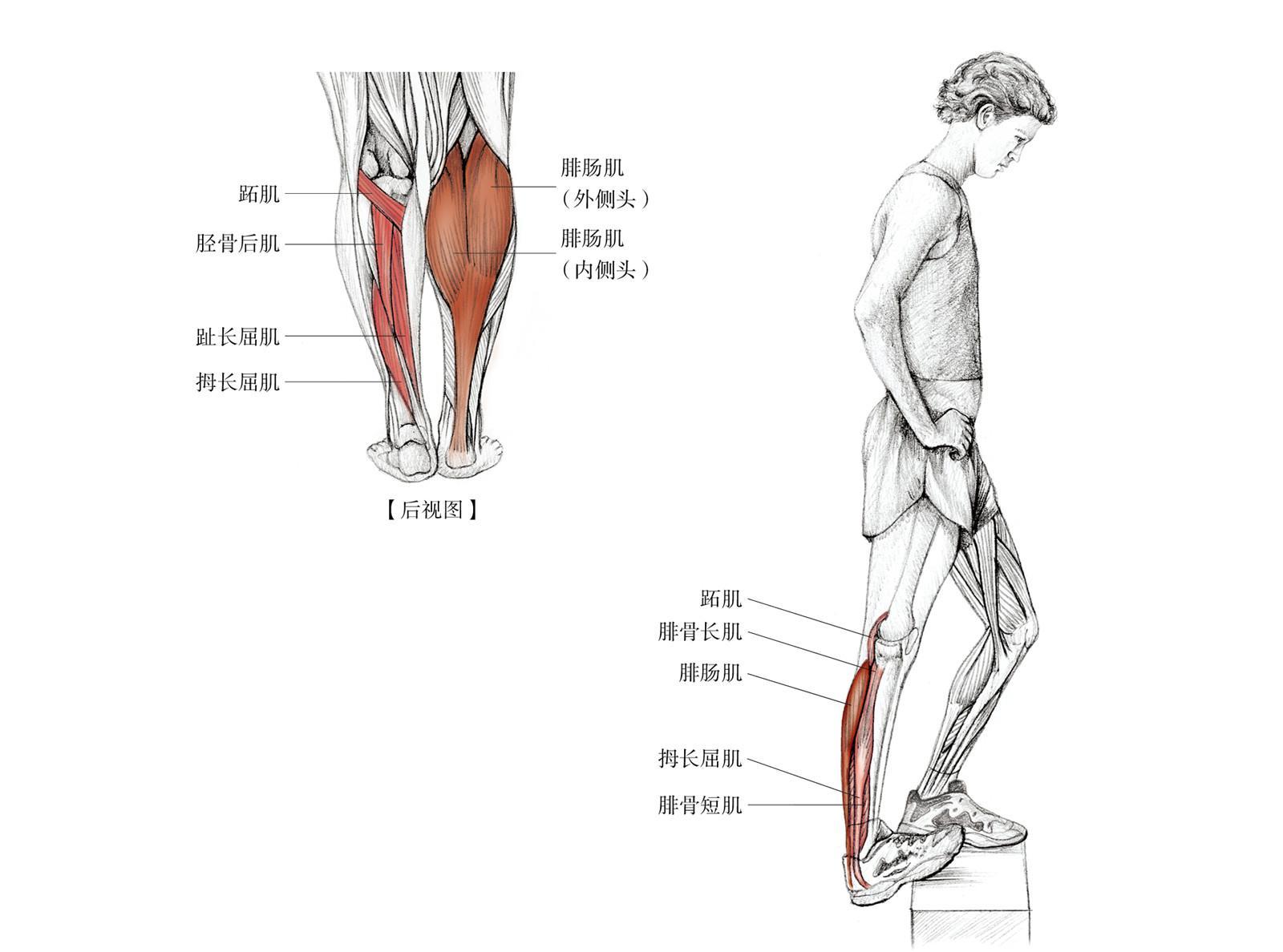 怎样有效拉伸或减小小腿内侧的腓肠肌