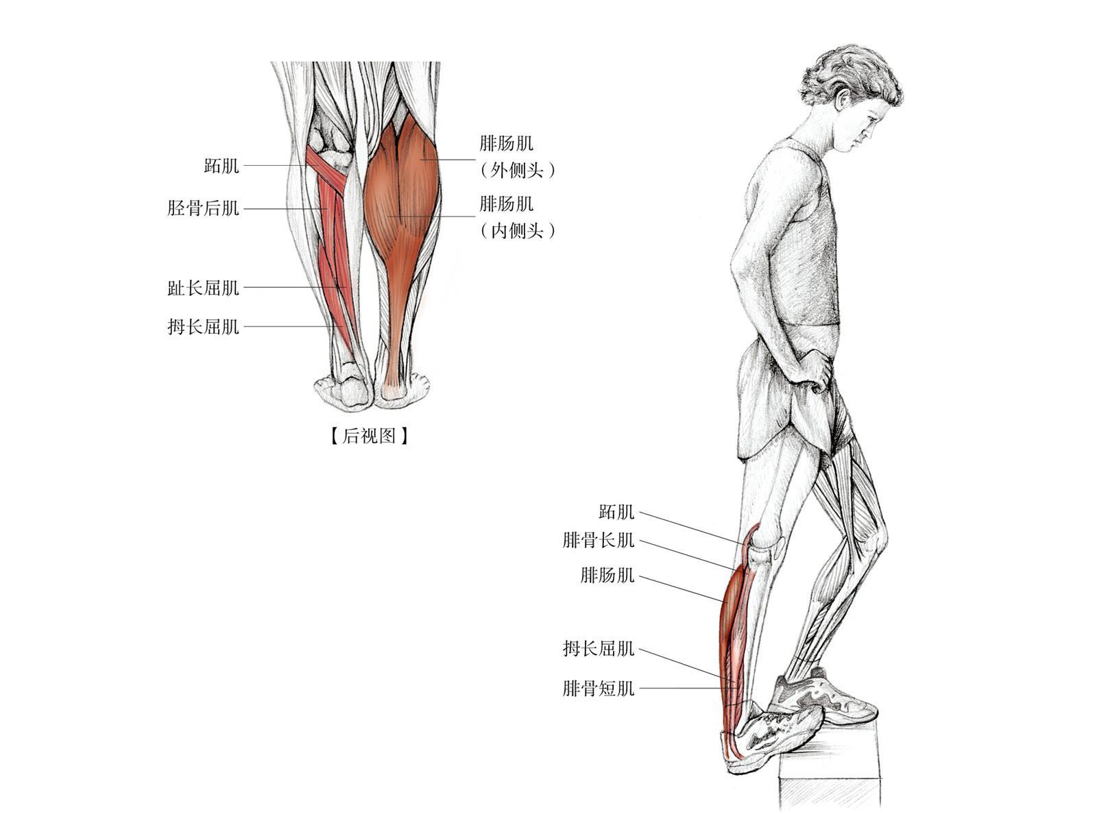 小腿肌肉训练方法图解图片
