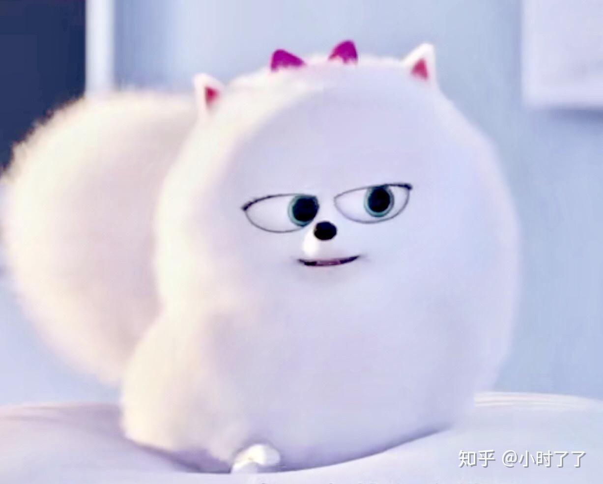 求爱宠大机密小白狗啾啾的头像