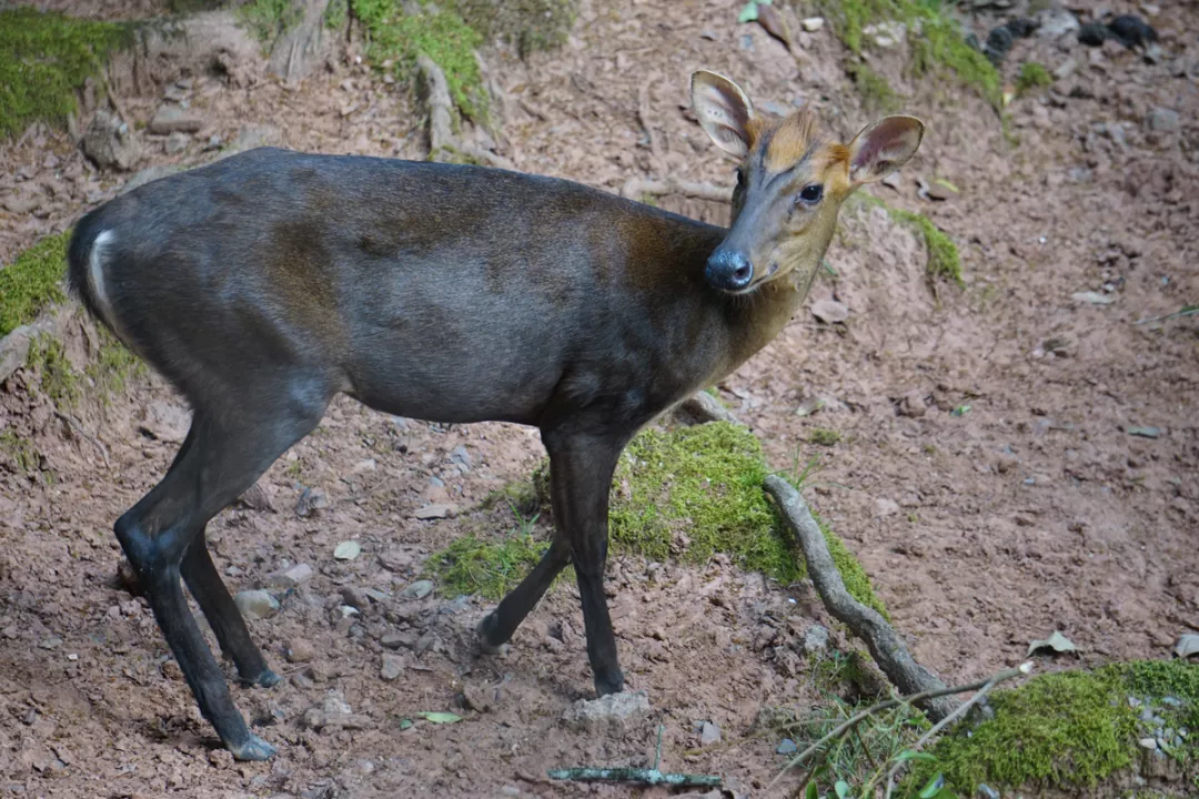 黑麂 08 hampel group pty ltd acn 115 622 074白颈长尾雉是我国特