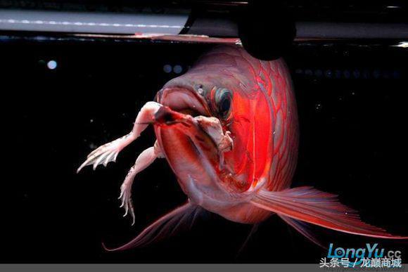 龙鱼的美丽是不可抵挡的,健康的龙鱼更是体型完美,色彩艳丽,金质厚重