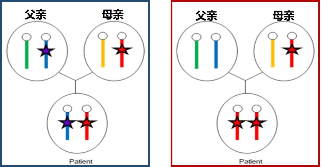 焦老师讲遗传系列之10遗传特殊现象单亲二倍体