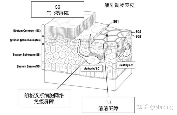 皮肤屏障，你了解它吗？ - 知乎