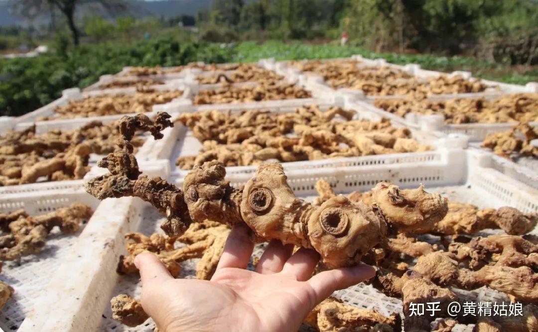 黄精的功效多样，分享21种妙用 - 知乎