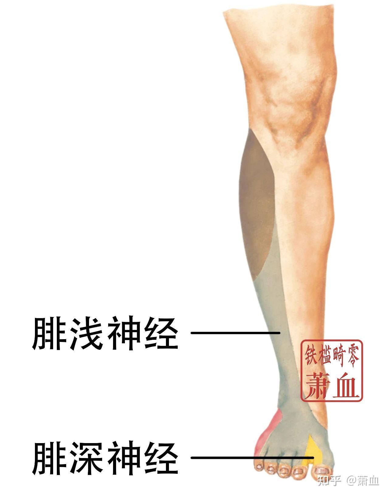 周围神经|腓总神经 - 知乎