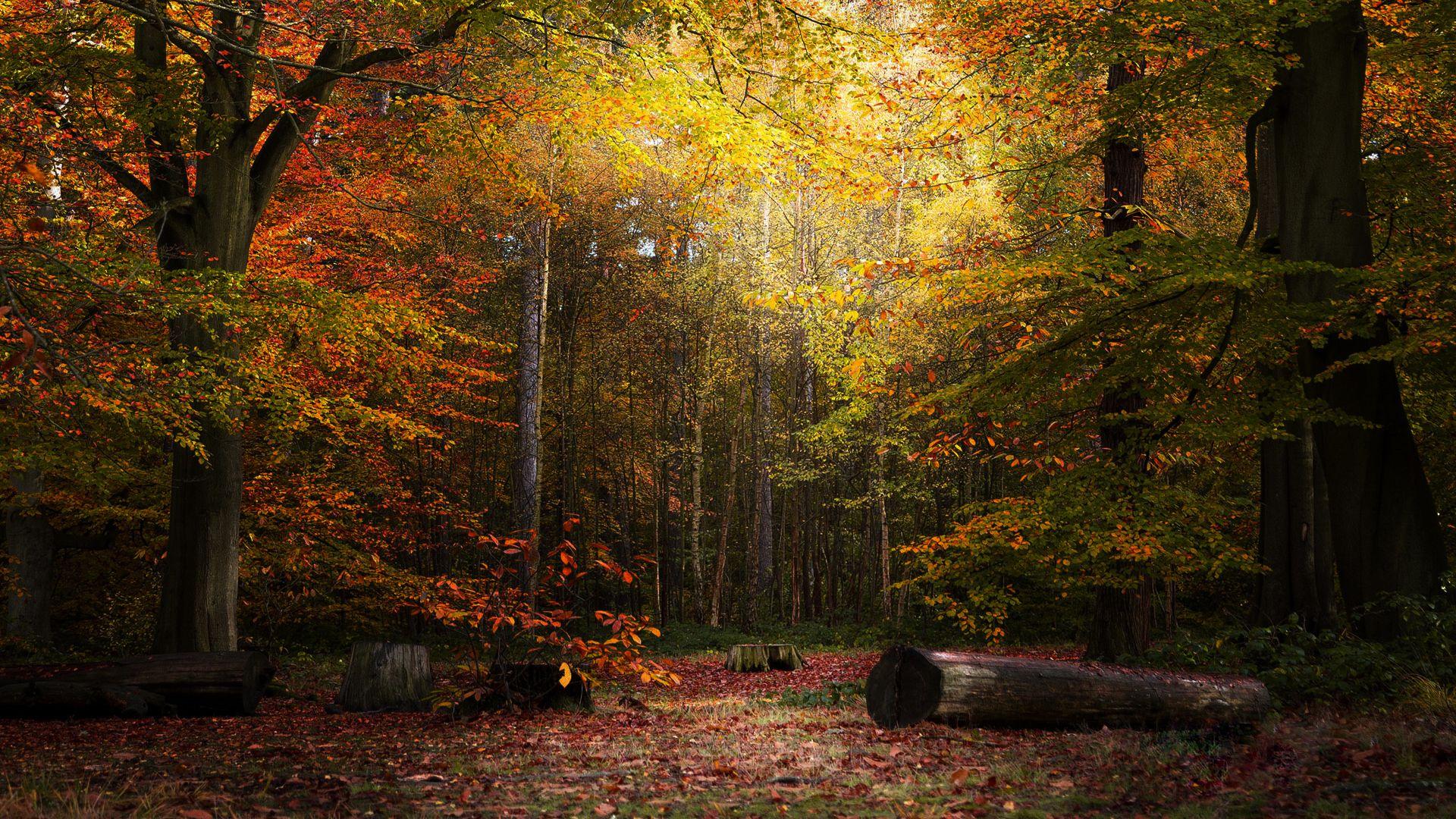 有没有什么好看的枫林电脑壁纸推荐