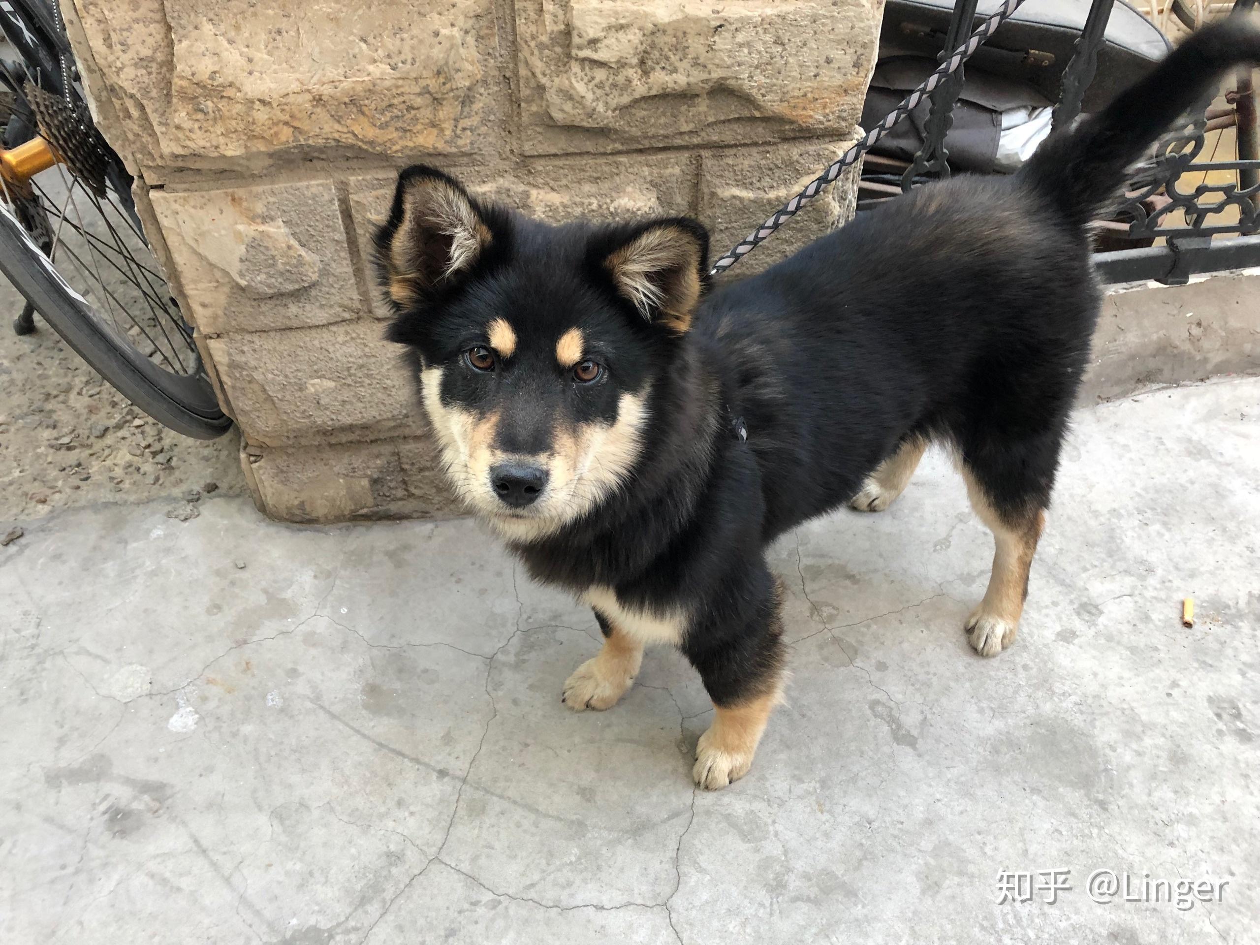 養中華田園犬四眼是種怎麼樣的體驗