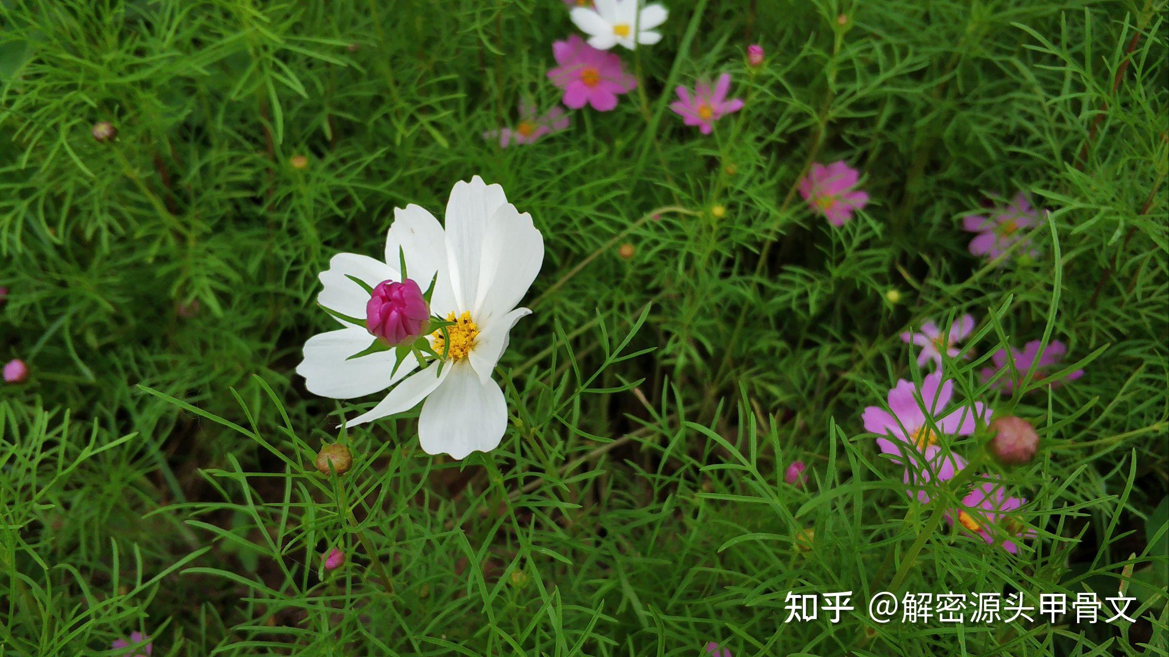 花月吟