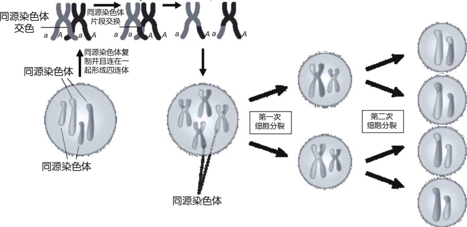 知乎盐选 | 二、有性生殖的基础—减数分裂