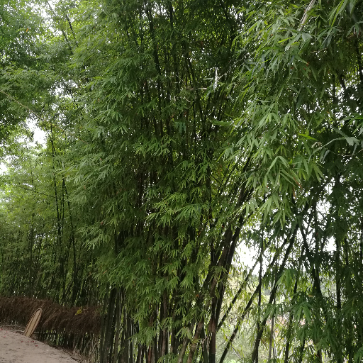 简雍